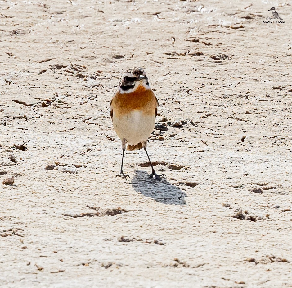 Whinchat - ML618262271