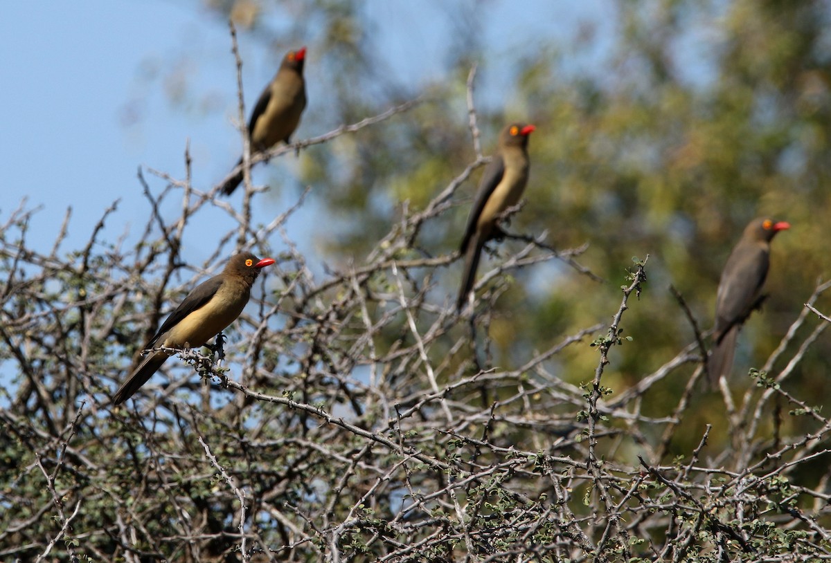 Red-billed Oxpecker - ML618262274