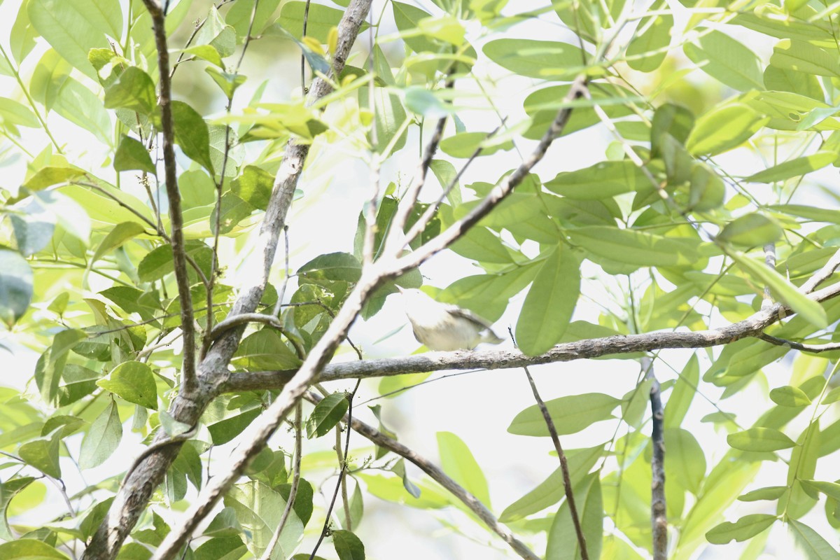 Bay-breasted Warbler - ML618262307