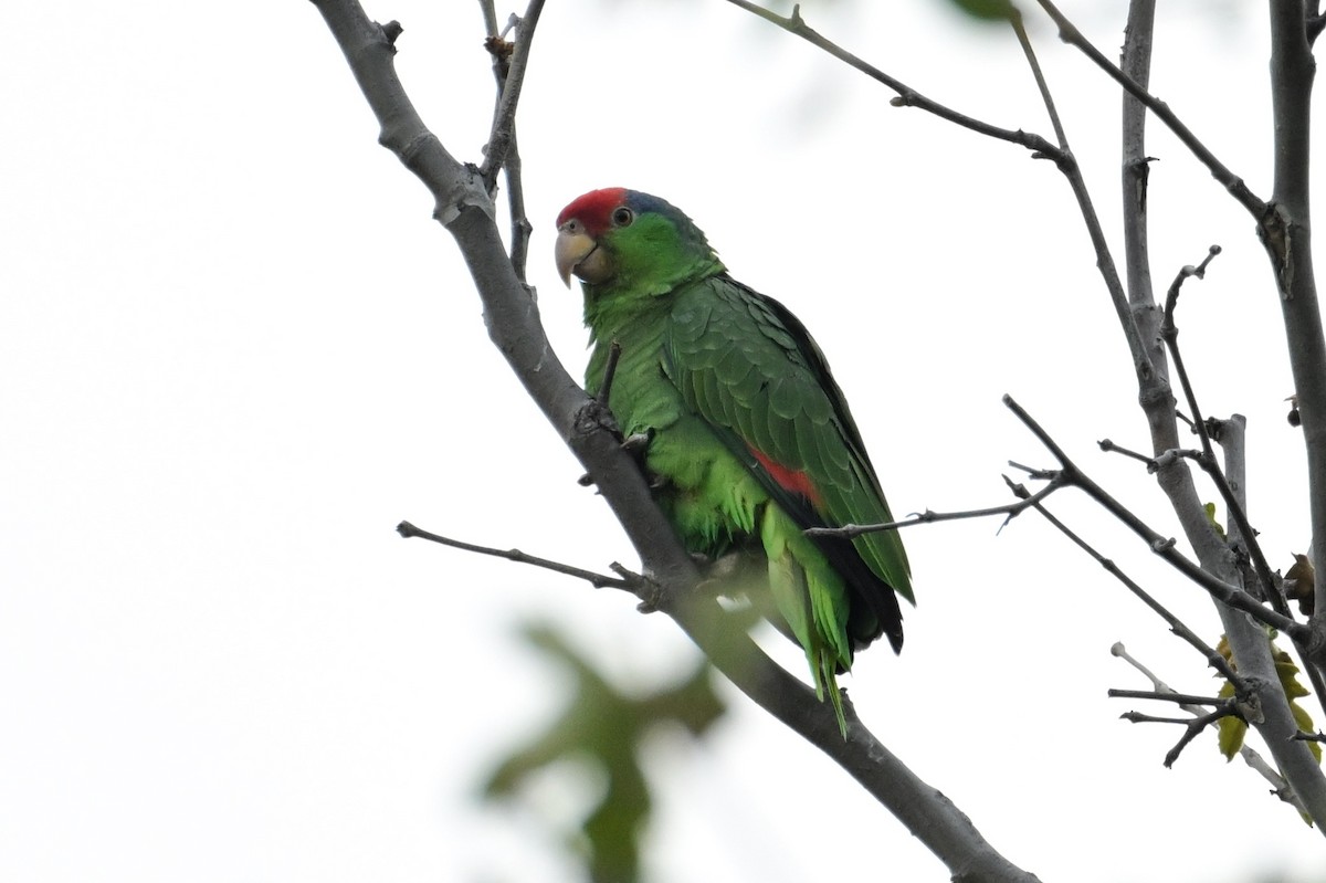 Red-crowned Parrot - ML618262332