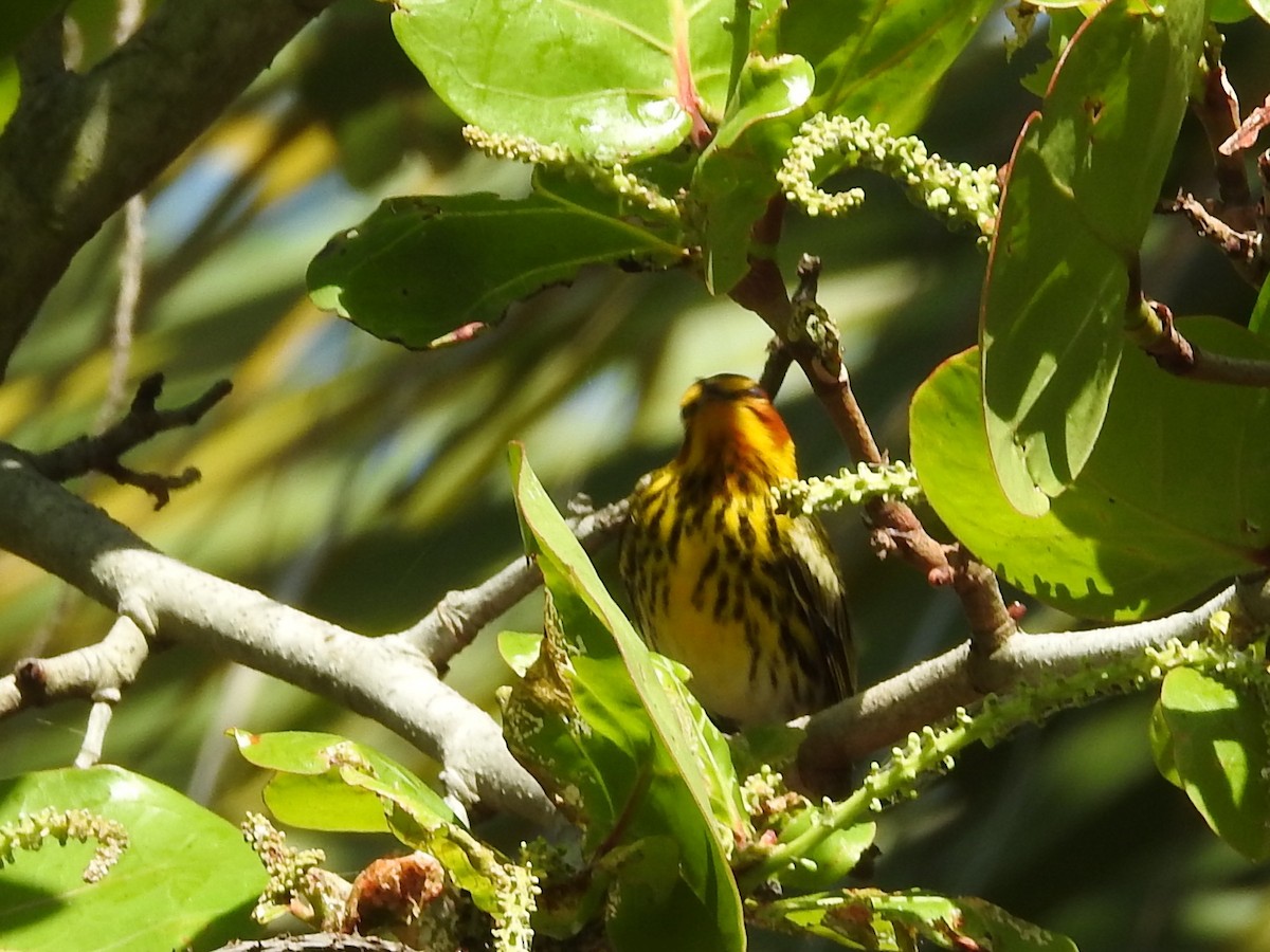 Cape May Warbler - ML618262333