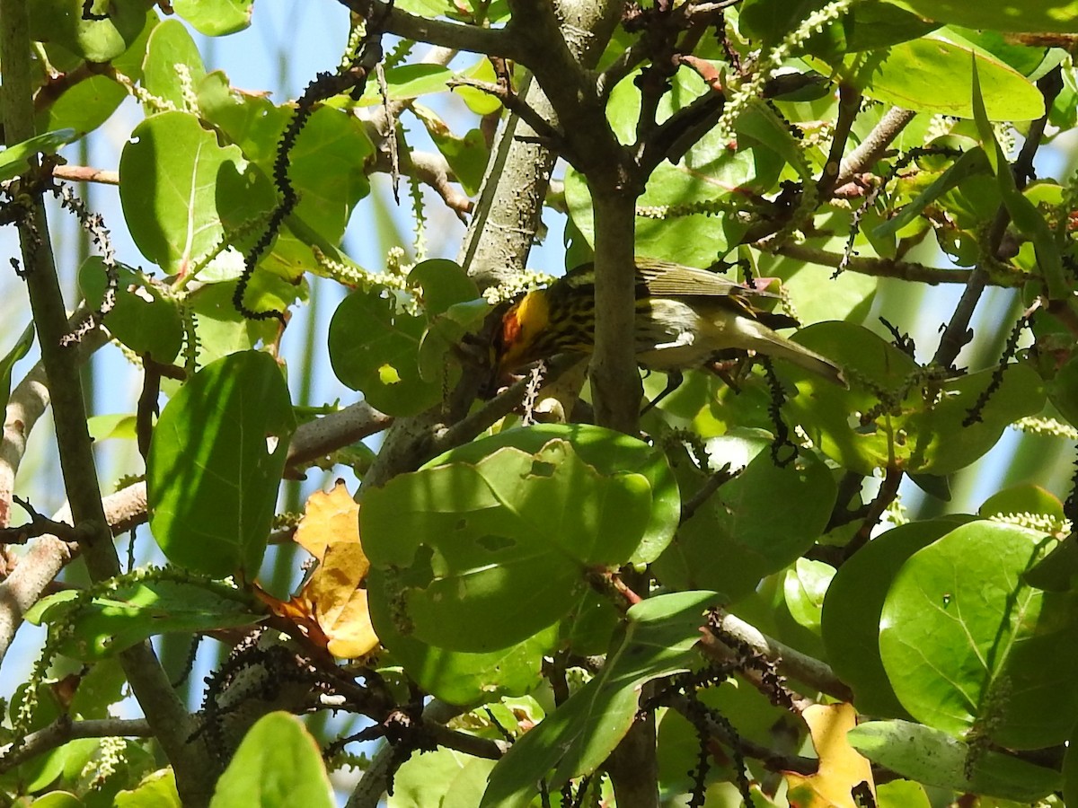 Cape May Warbler - ML618262334