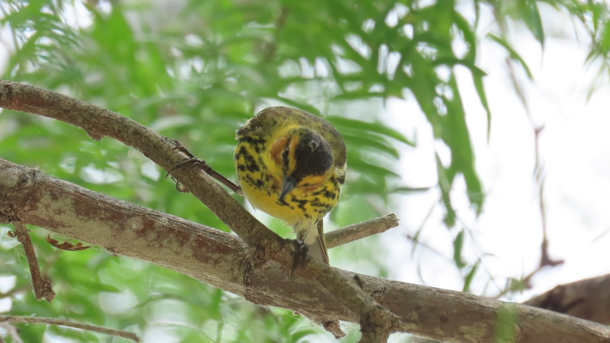 Cape May Warbler - ML618262342