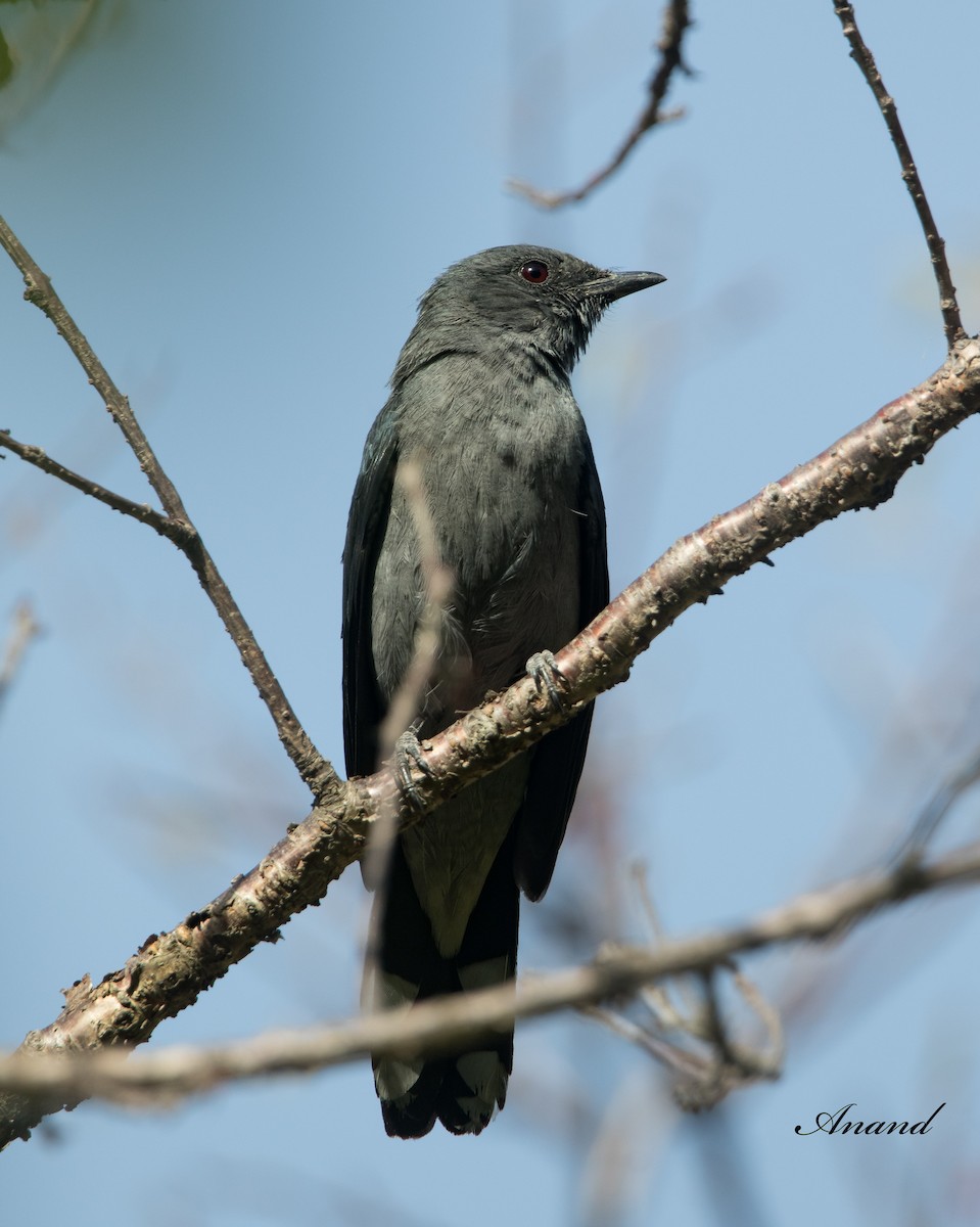 Black-winged Cuckooshrike - ML618262347