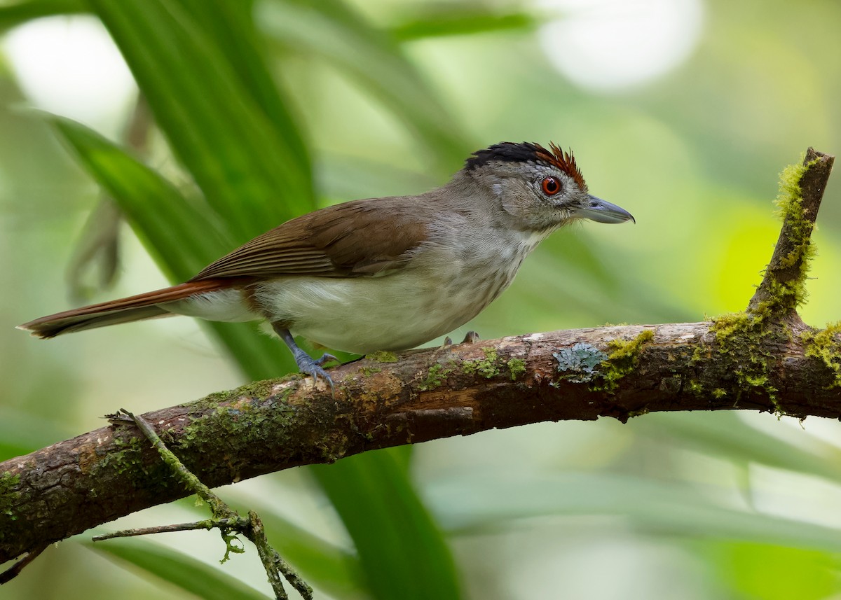 Rufous-crowned Babbler - Ayuwat Jearwattanakanok