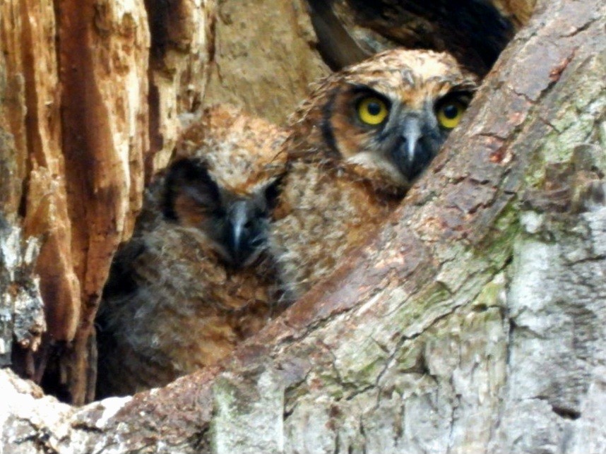 Great Horned Owl - ML618262382