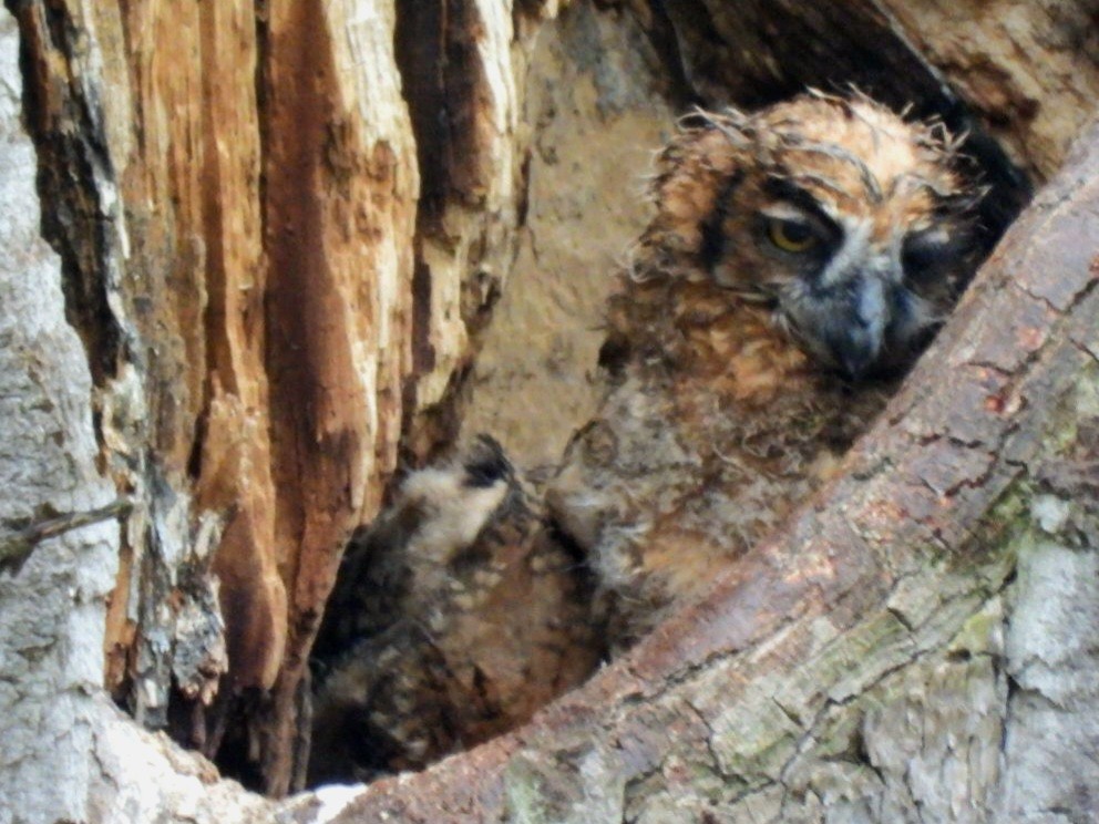 Great Horned Owl - Cliff Dekdebrun