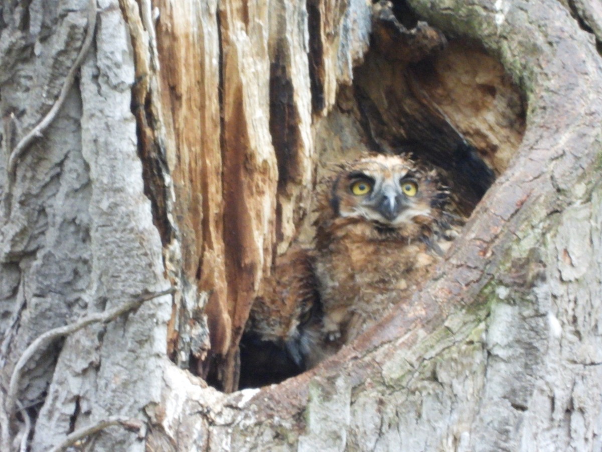 Great Horned Owl - ML618262385