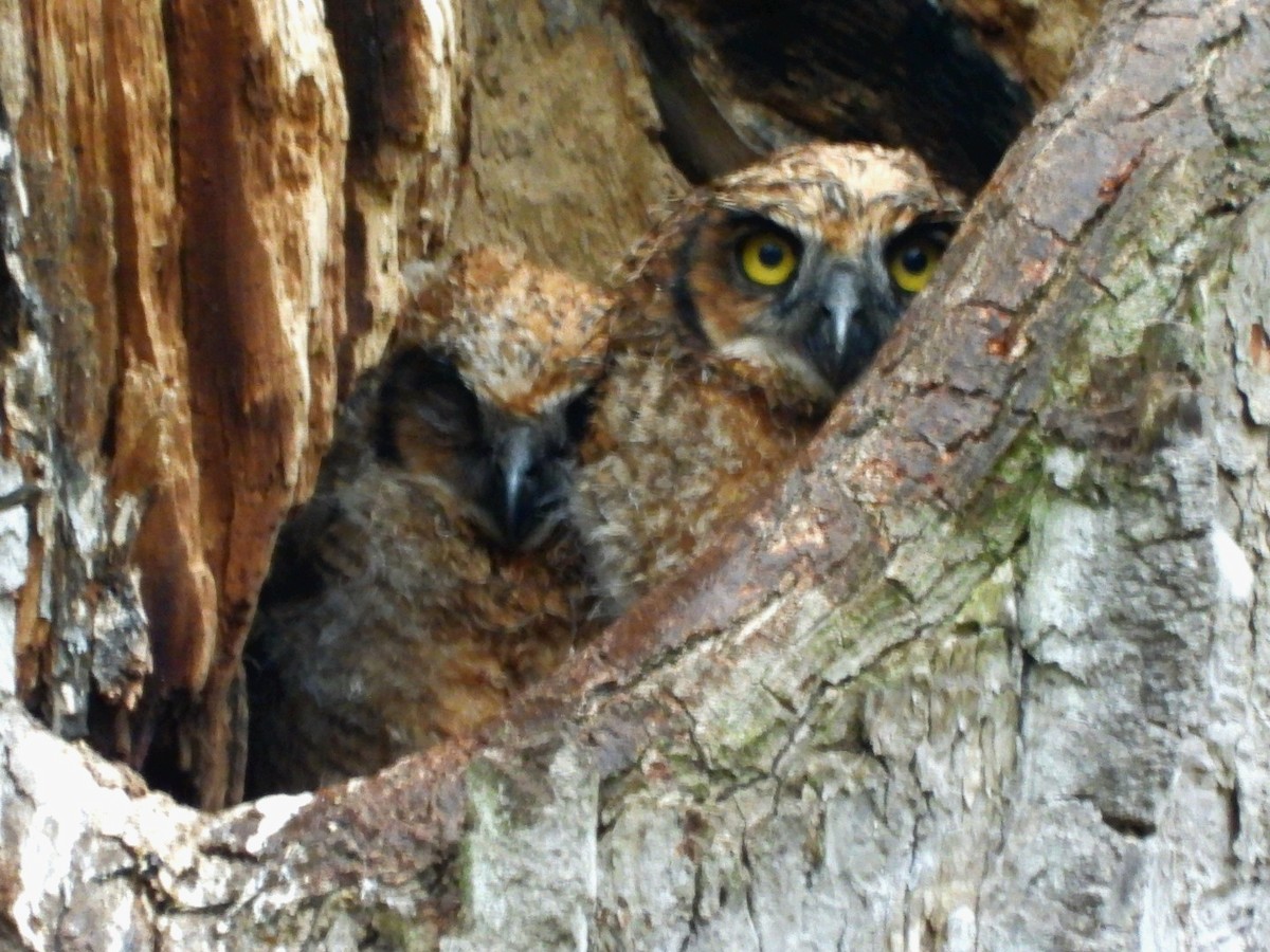 Great Horned Owl - Cliff Dekdebrun
