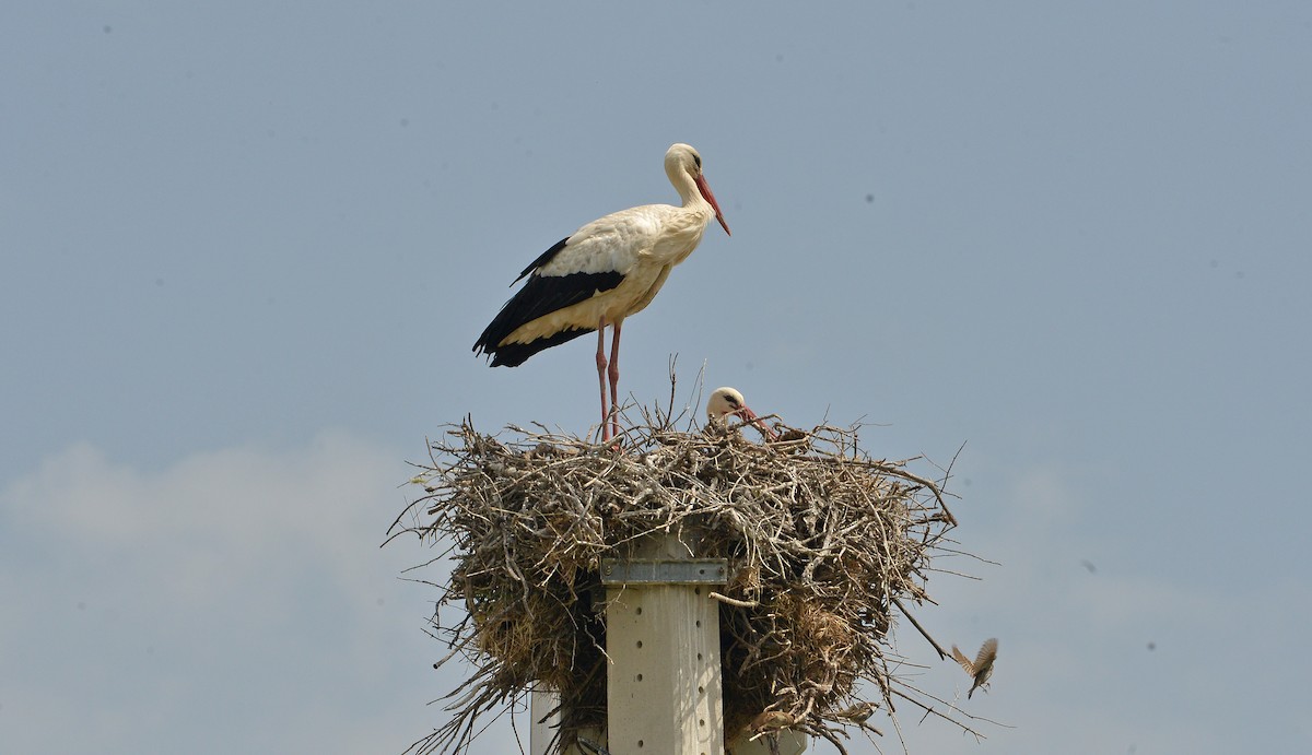 White Stork - Bill Telfair