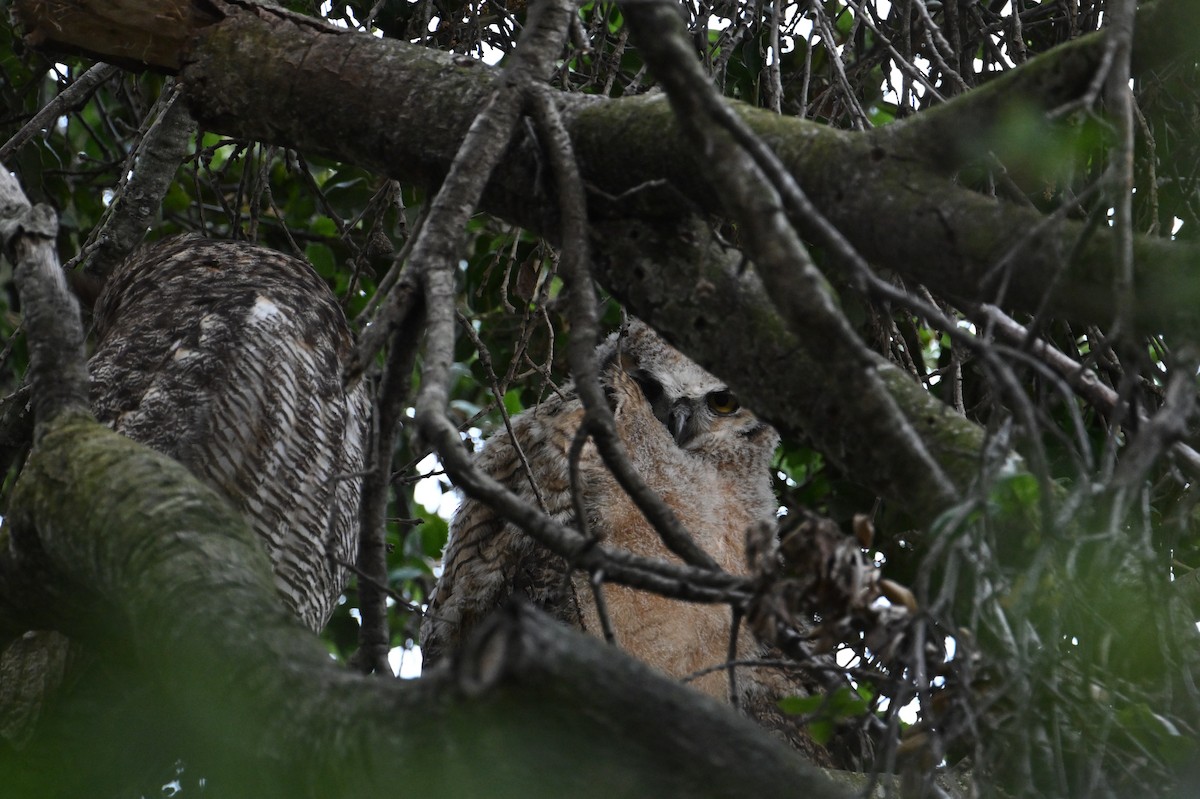 Great Horned Owl - ML618262400