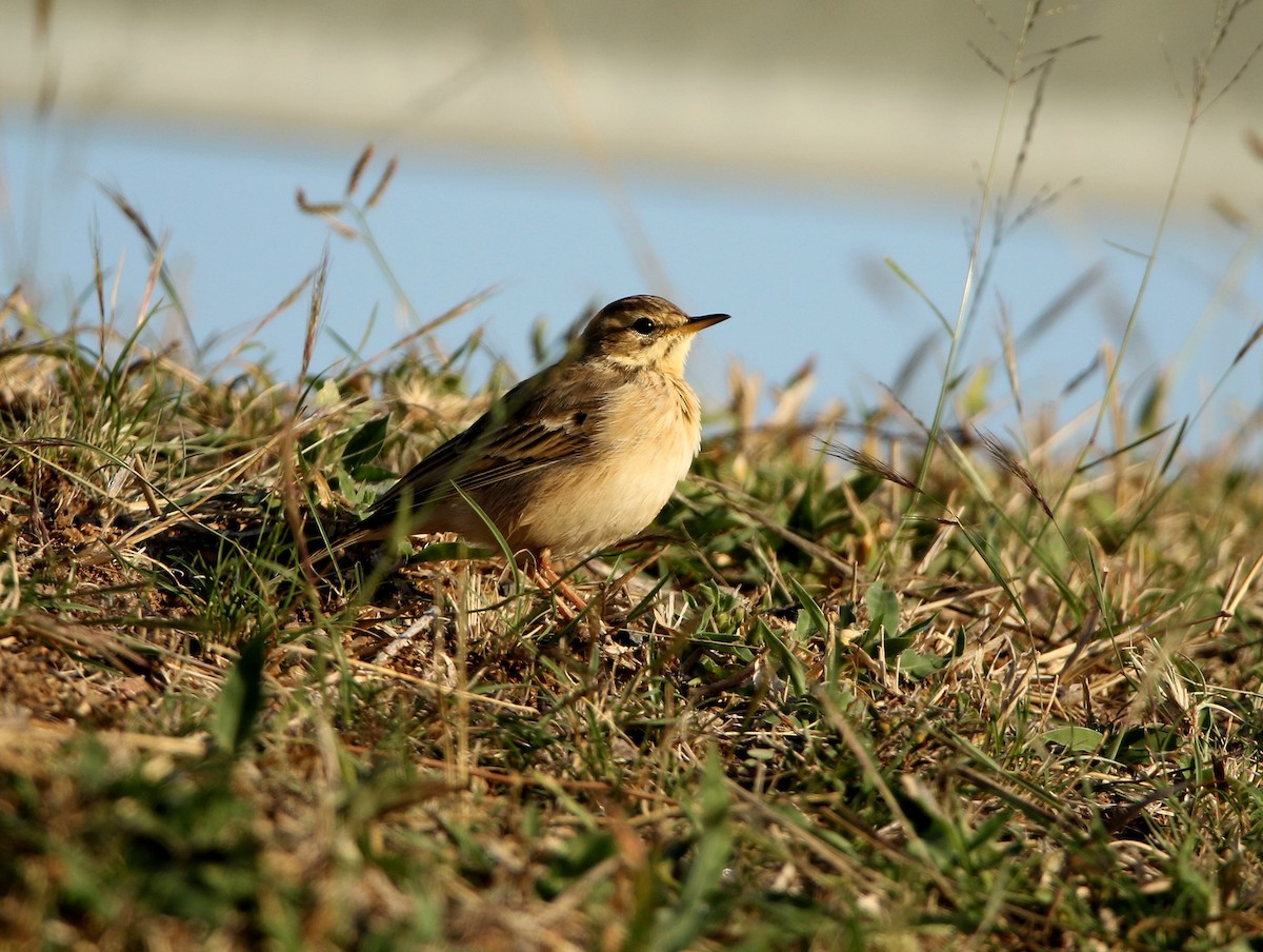 African Pipit - ML618262450