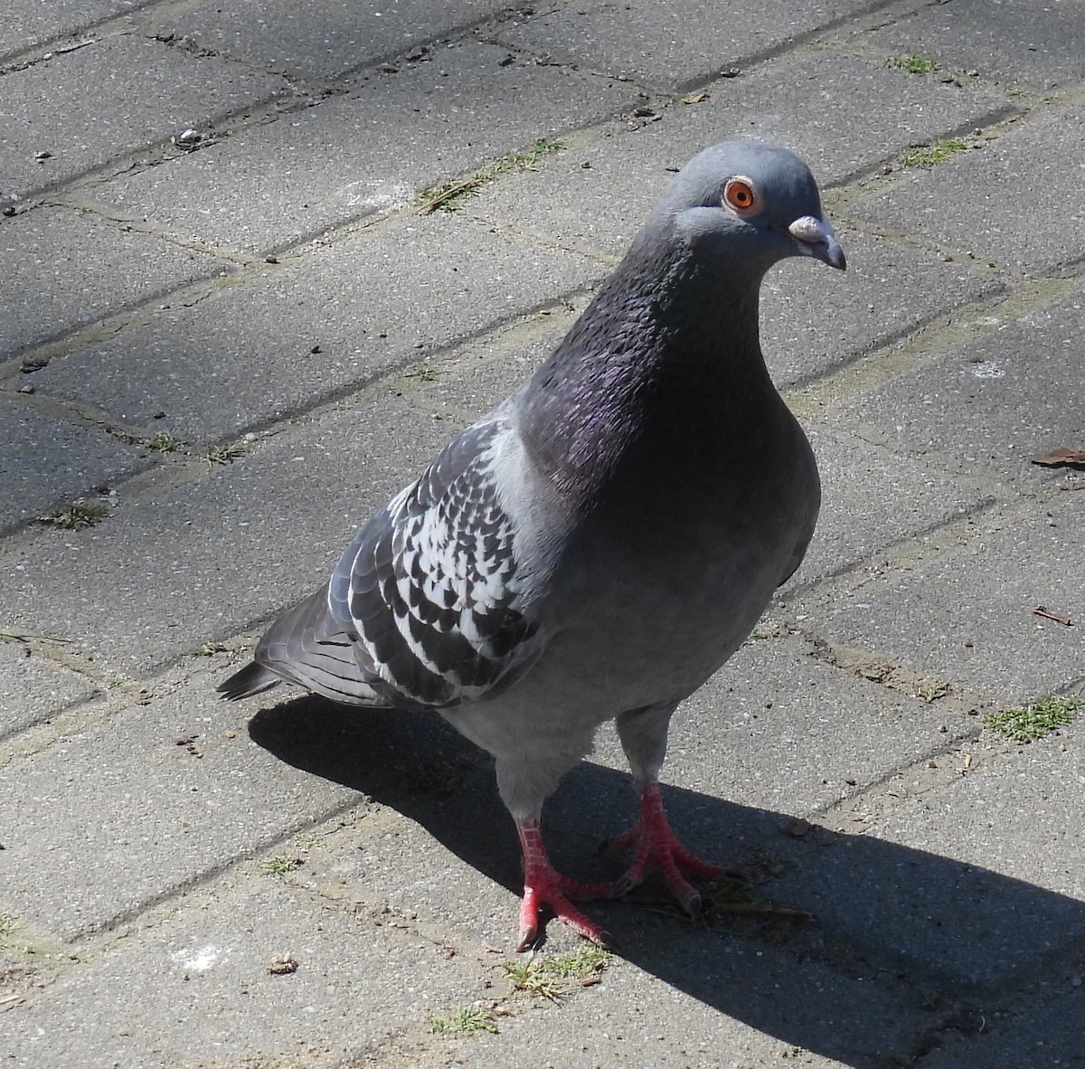 Rock Pigeon (Feral Pigeon) - ML618262466