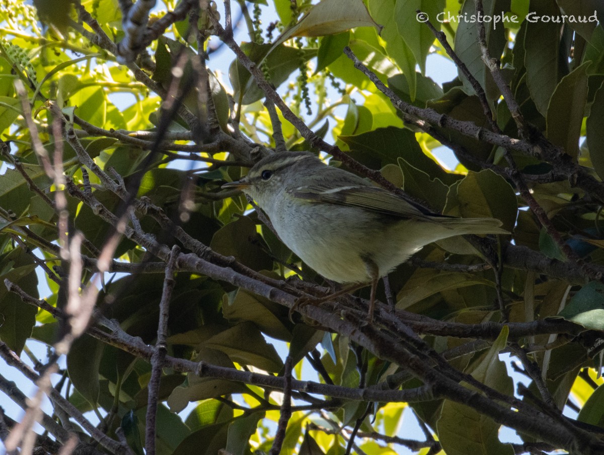 Yellow-browed Warbler - ML618262477