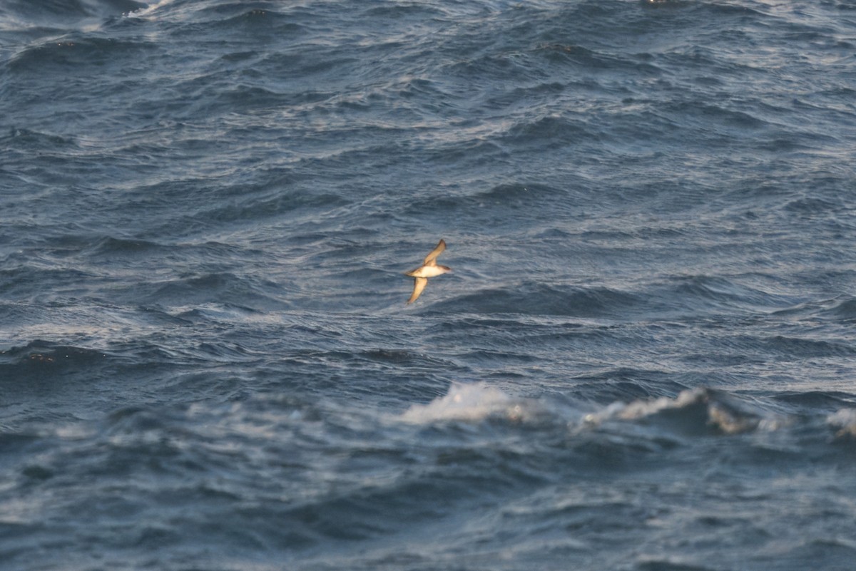 black-and-white shearwater sp. - ML618262482