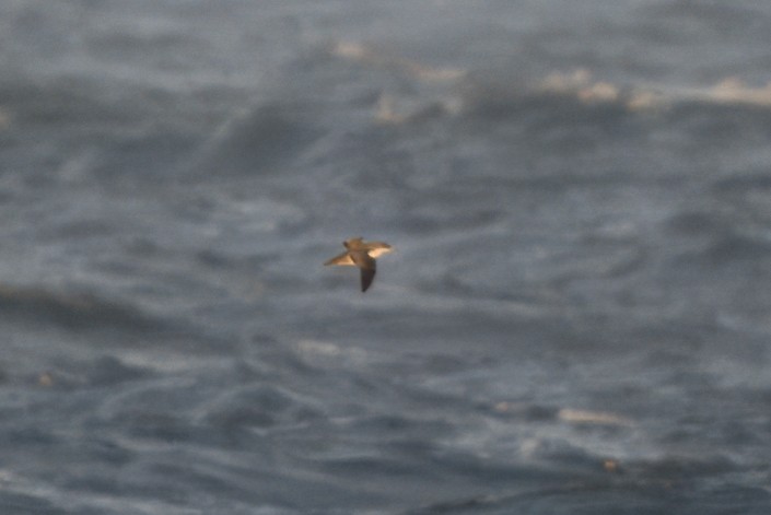 black-and-white shearwater sp. - ML618262483
