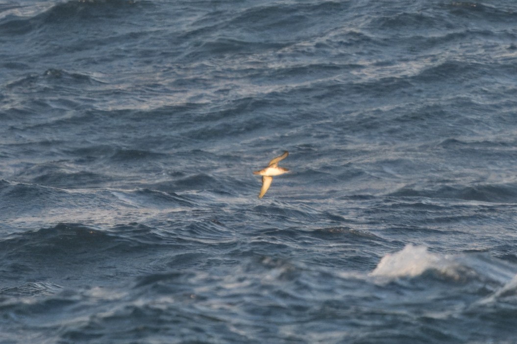 black-and-white shearwater sp. - ML618262484