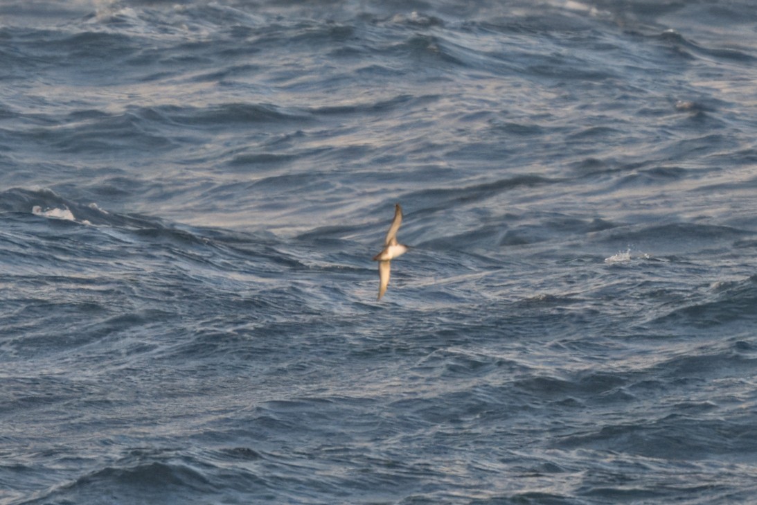 black-and-white shearwater sp. - ML618262485