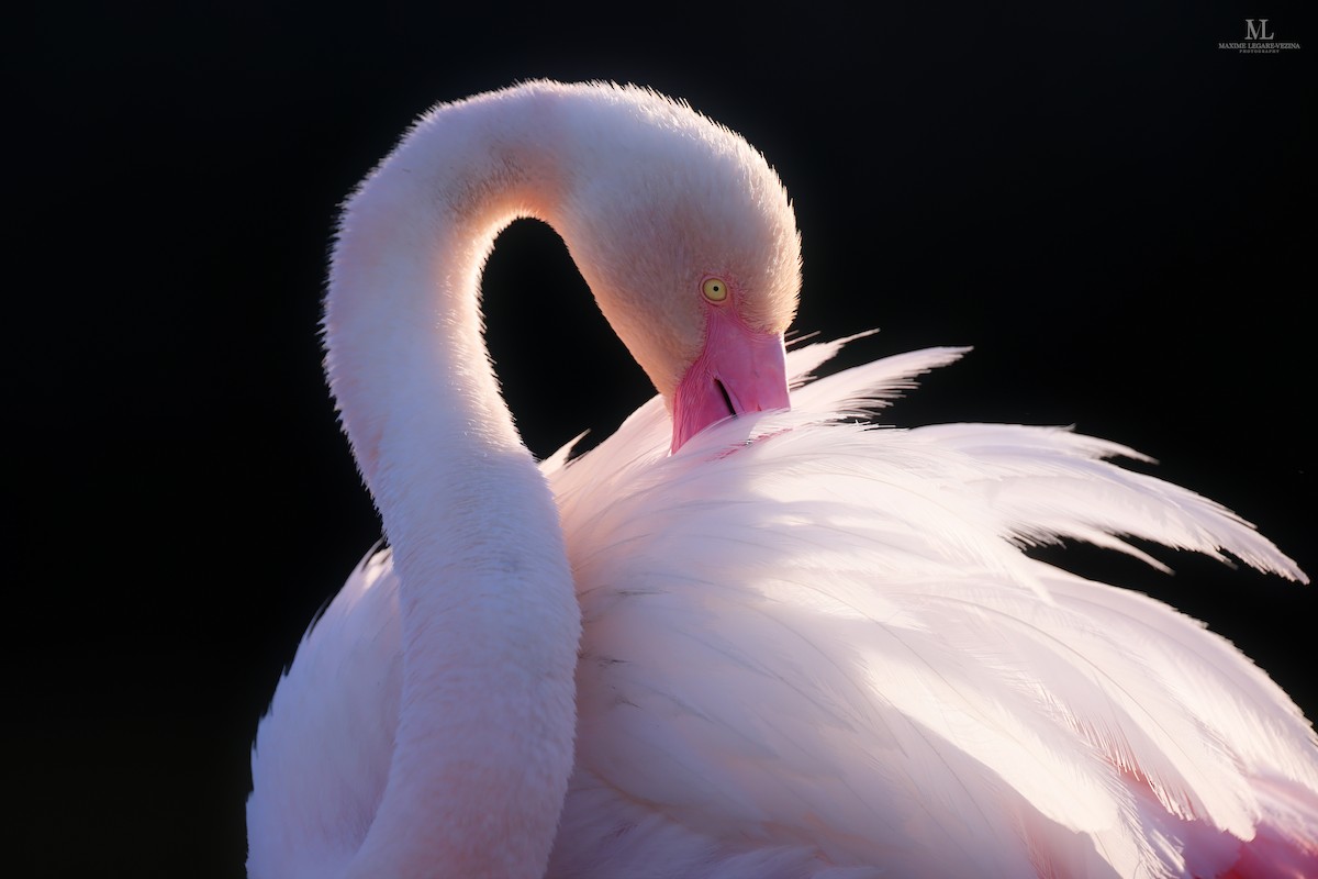 Greater Flamingo - Maxime Légaré-Vézina