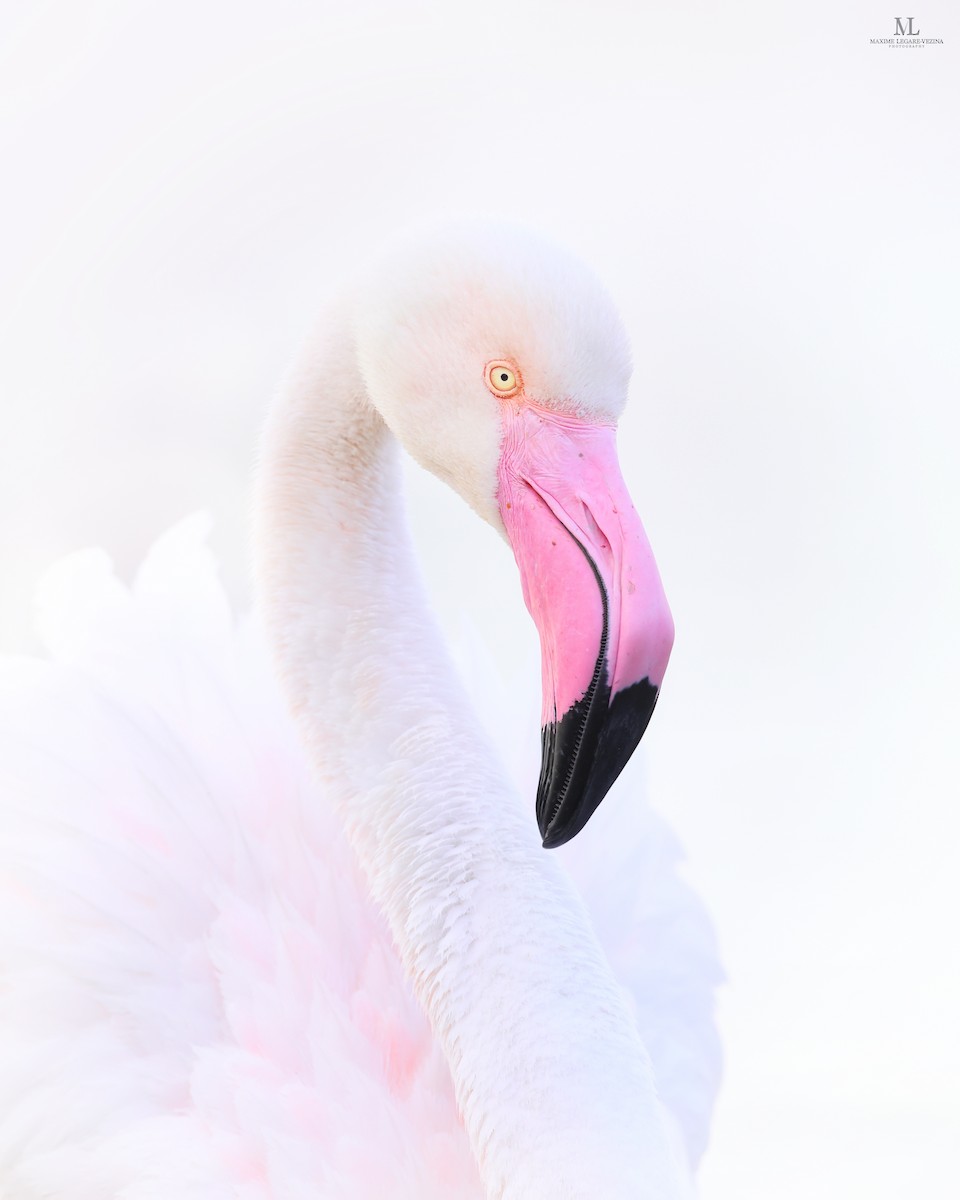 Greater Flamingo - ML618262496