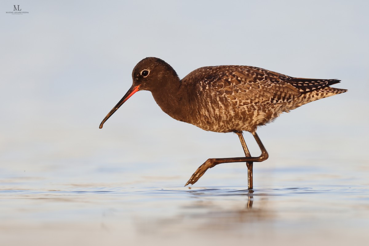Spotted Redshank - ML618262505