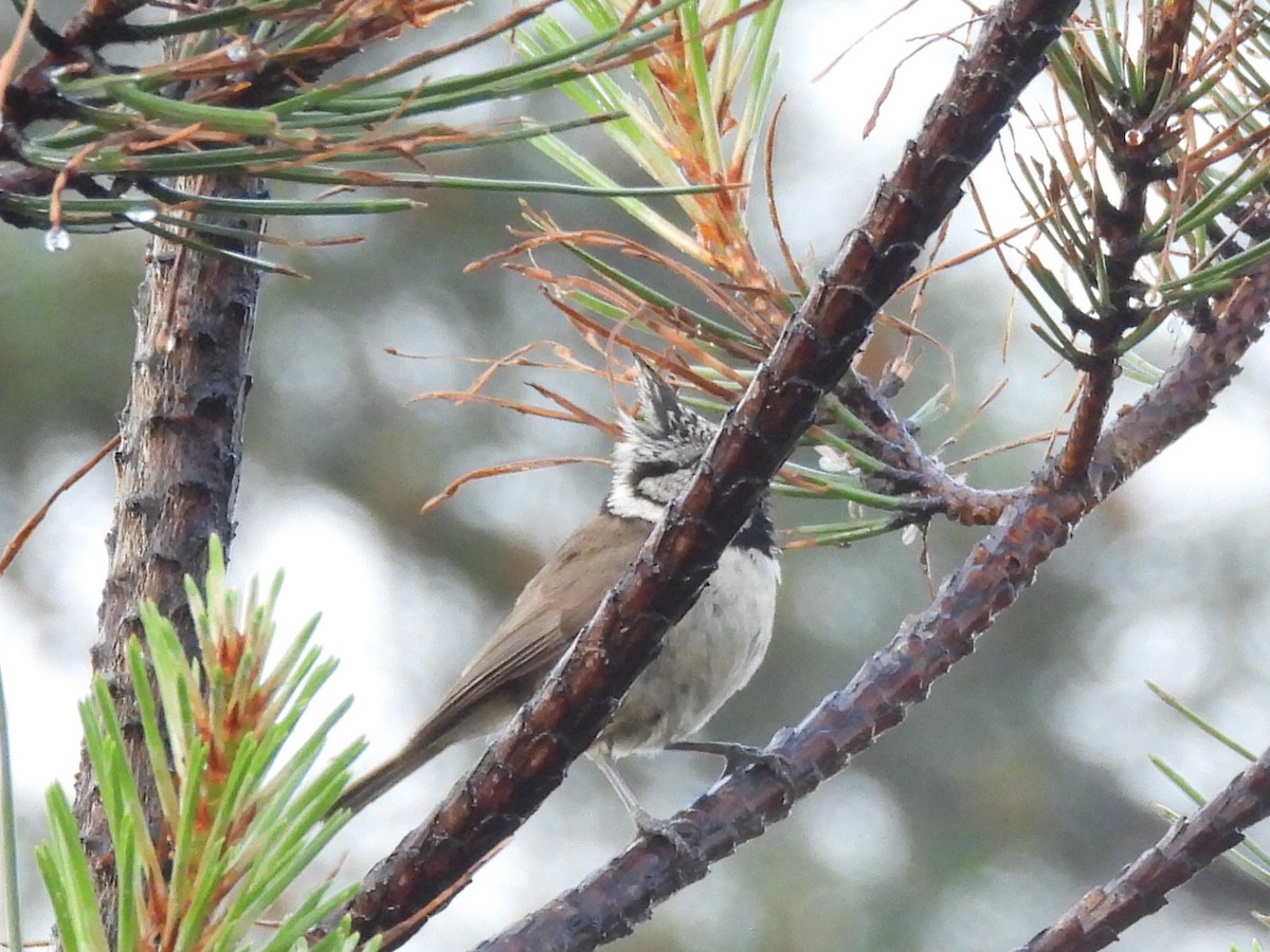 Crested Tit - ML618262523