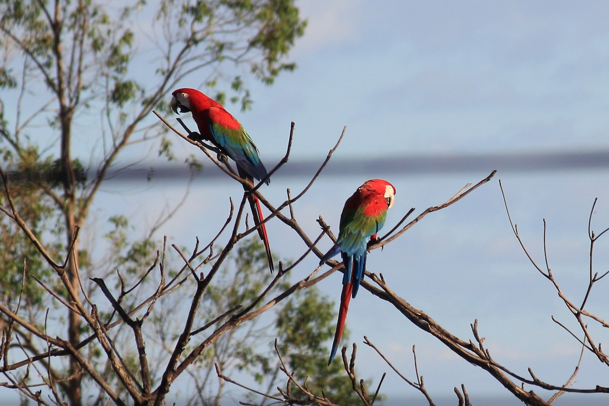Red-and-green Macaw - ML618262533