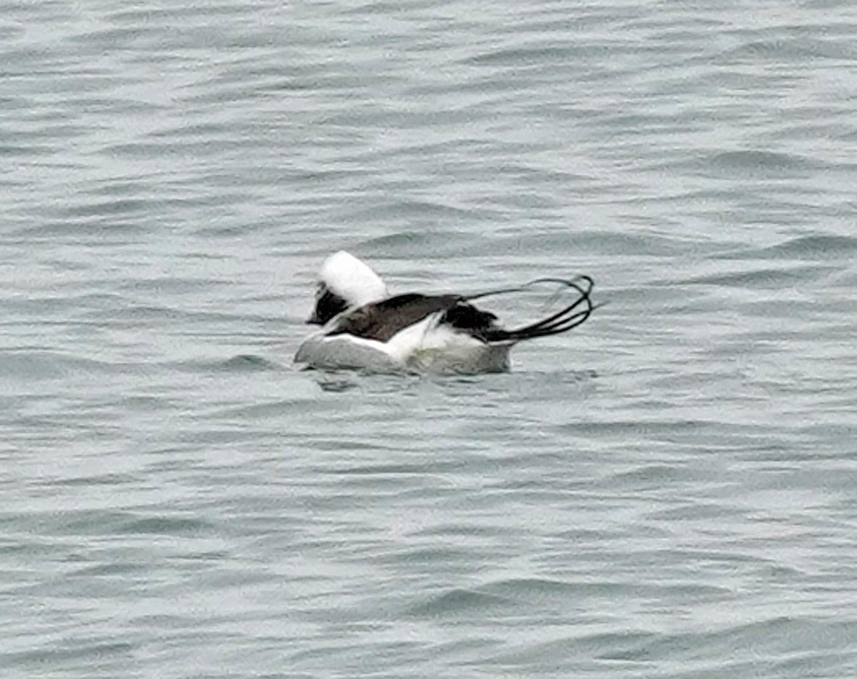 Long-tailed Duck - bo nelson