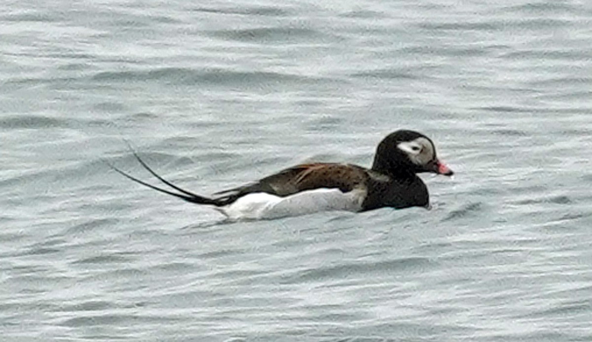 Long-tailed Duck - ML618262569