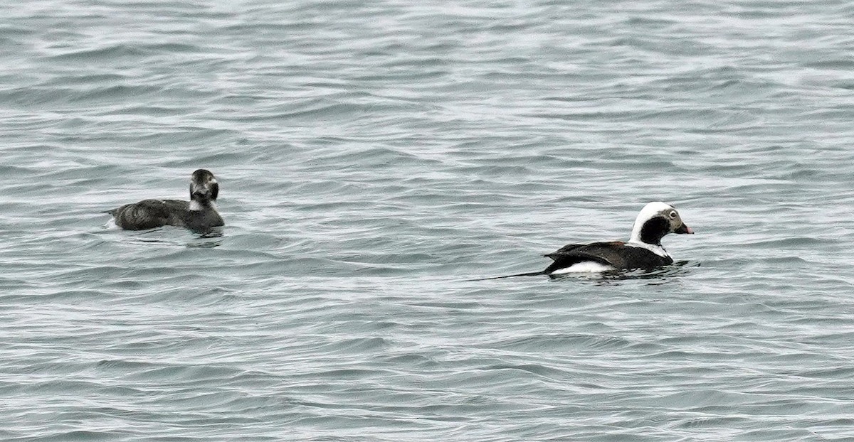 Long-tailed Duck - ML618262583