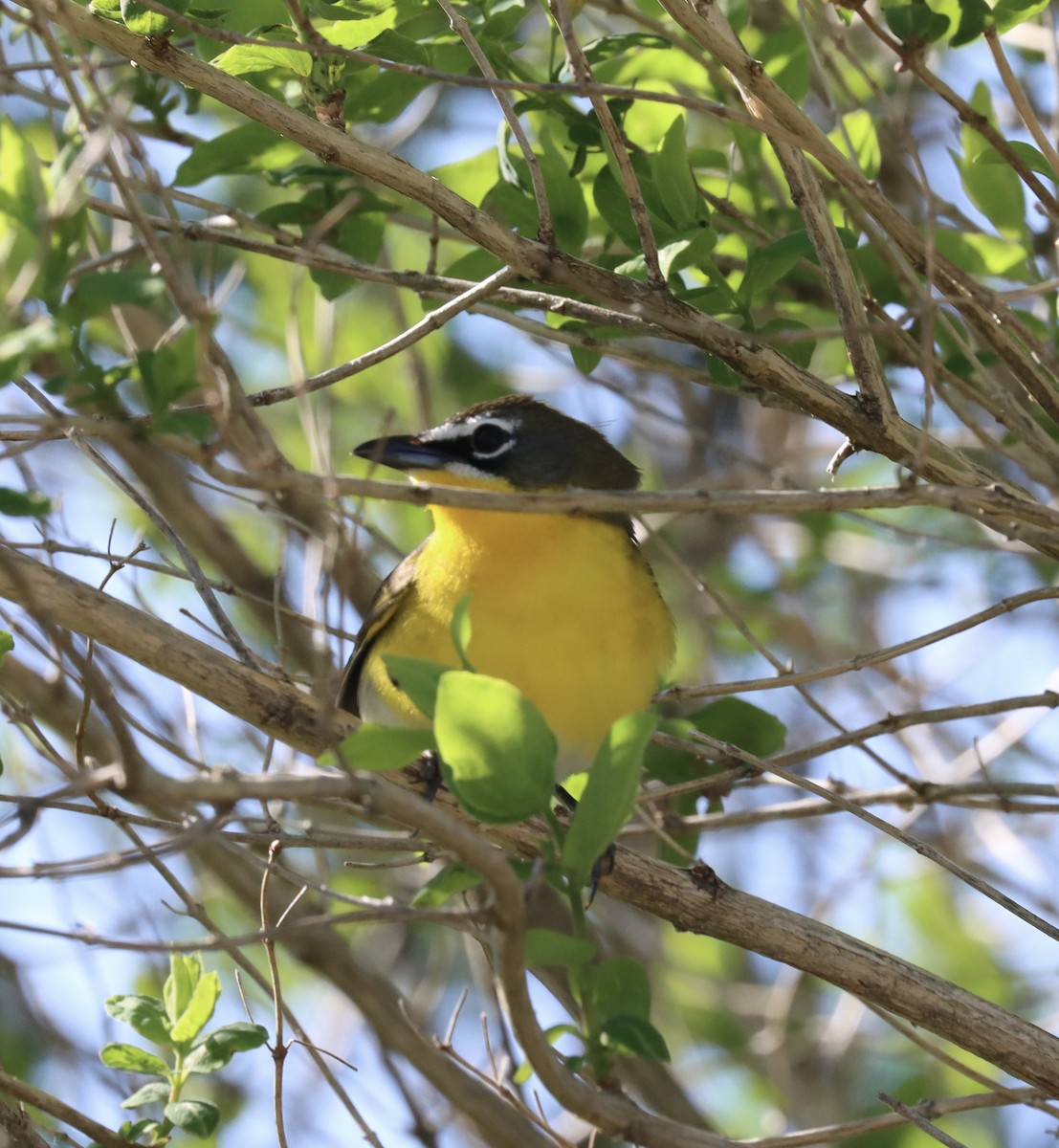Yellow-breasted Chat - ML618262586