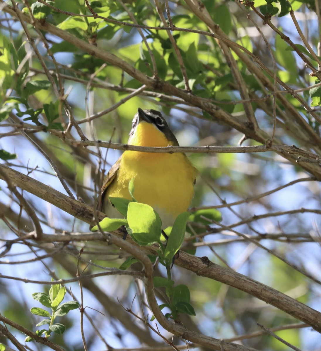 Yellow-breasted Chat - ML618262587