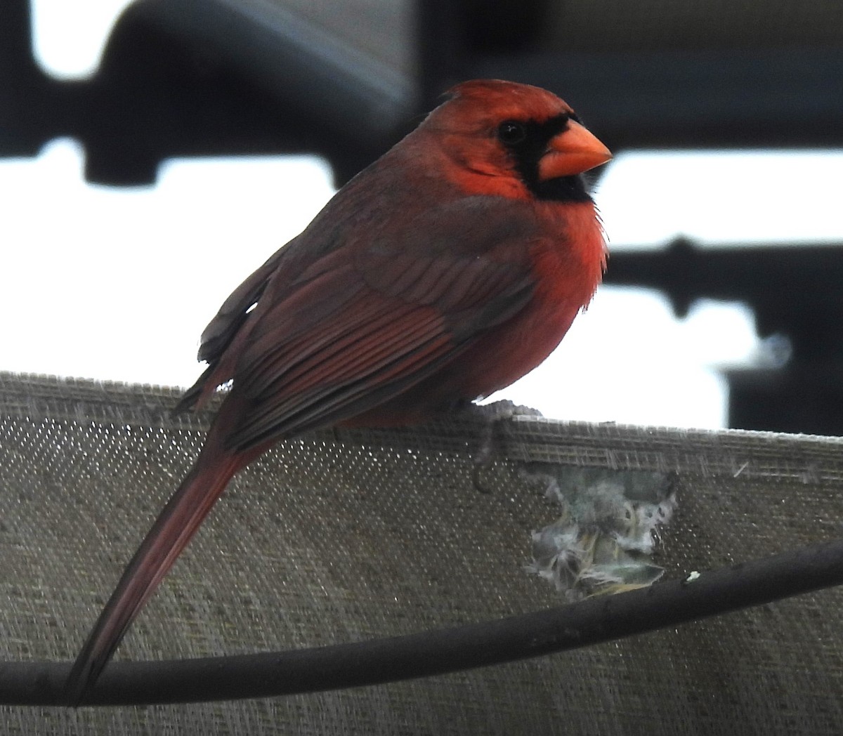 Northern Cardinal - Carol Porch