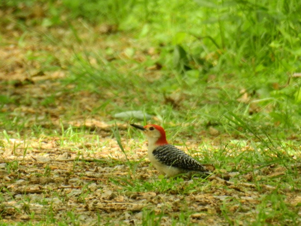 Red-bellied Woodpecker - ML618262611