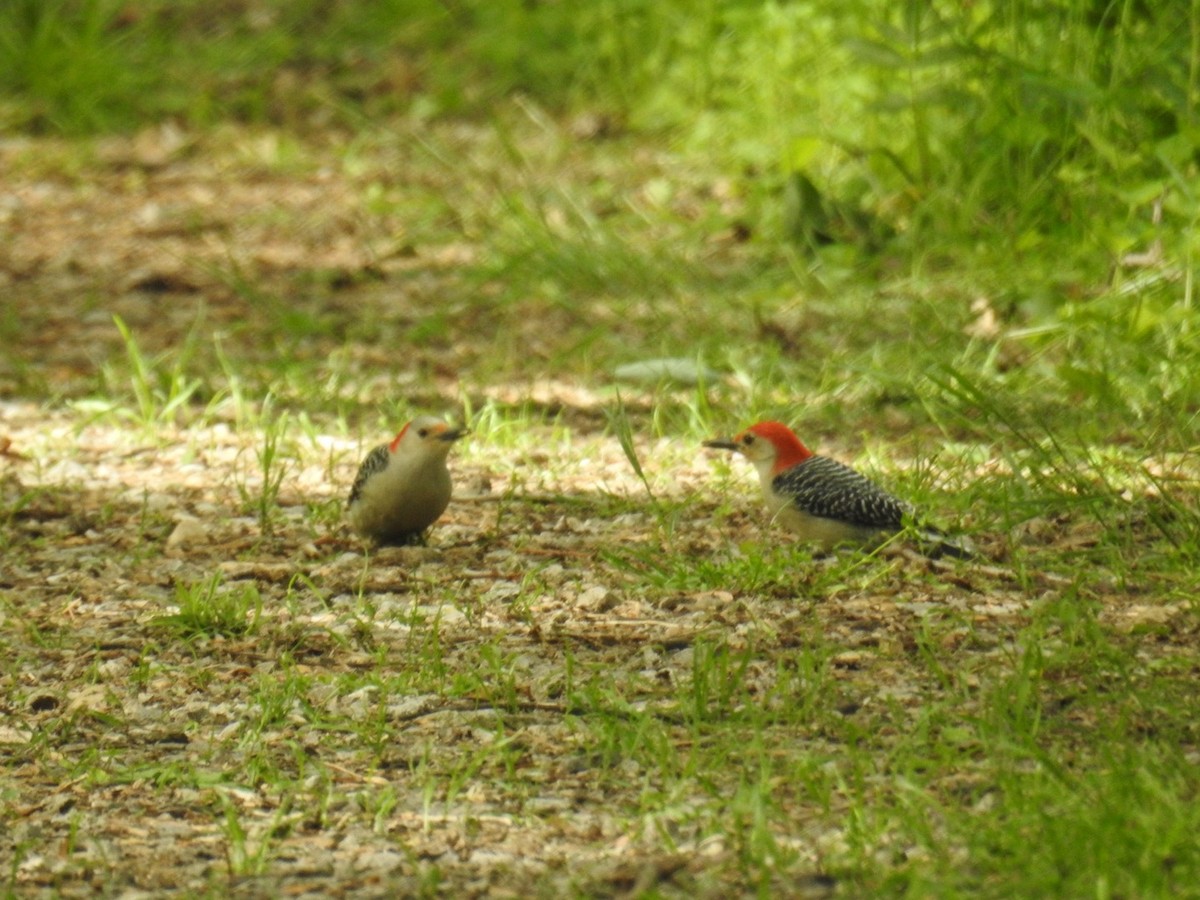 Red-bellied Woodpecker - ML618262612