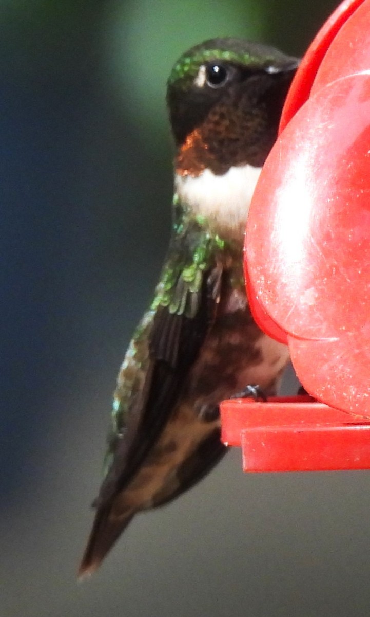 Ruby-throated Hummingbird - Carol Porch