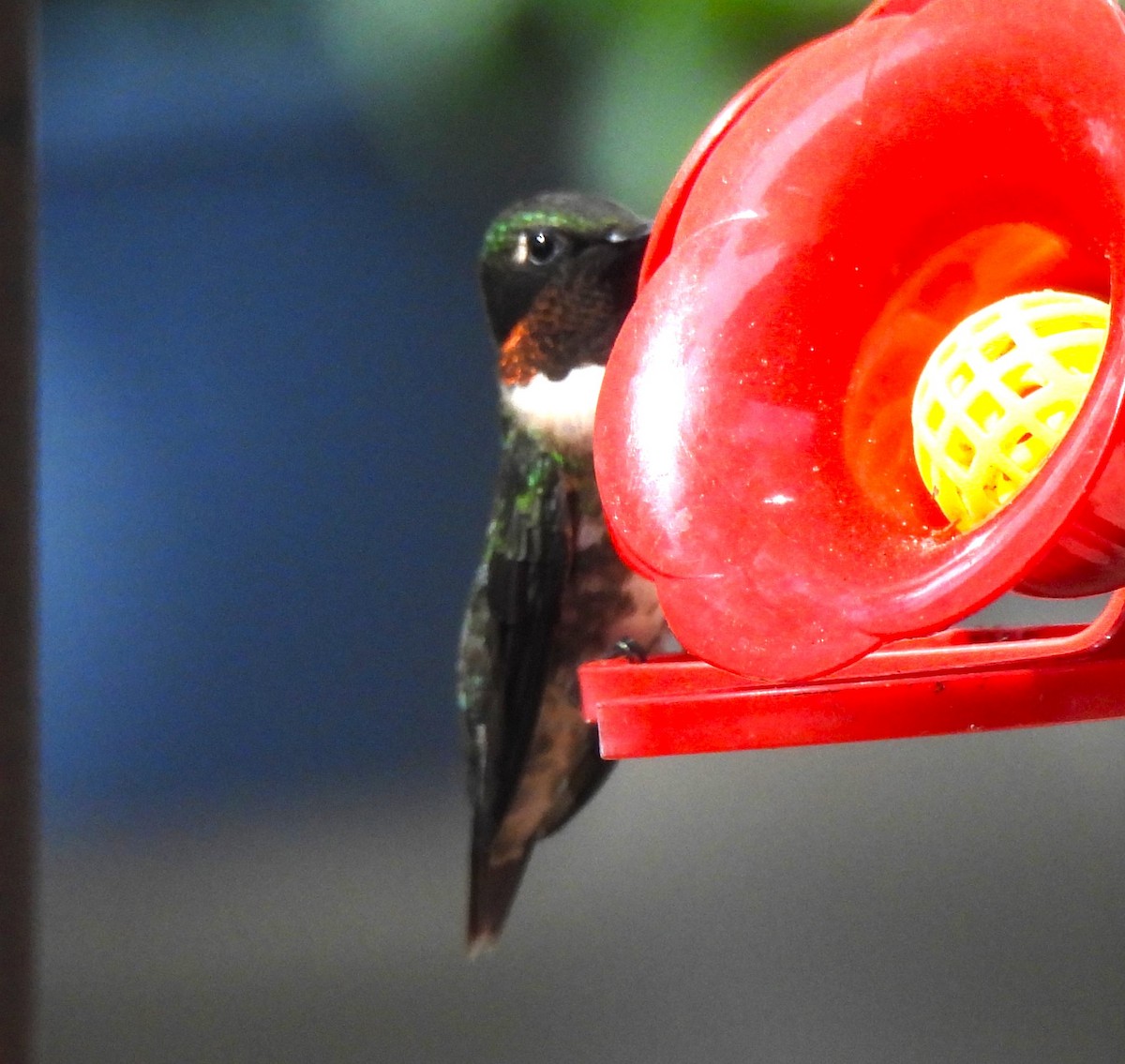 Ruby-throated Hummingbird - Carol Porch