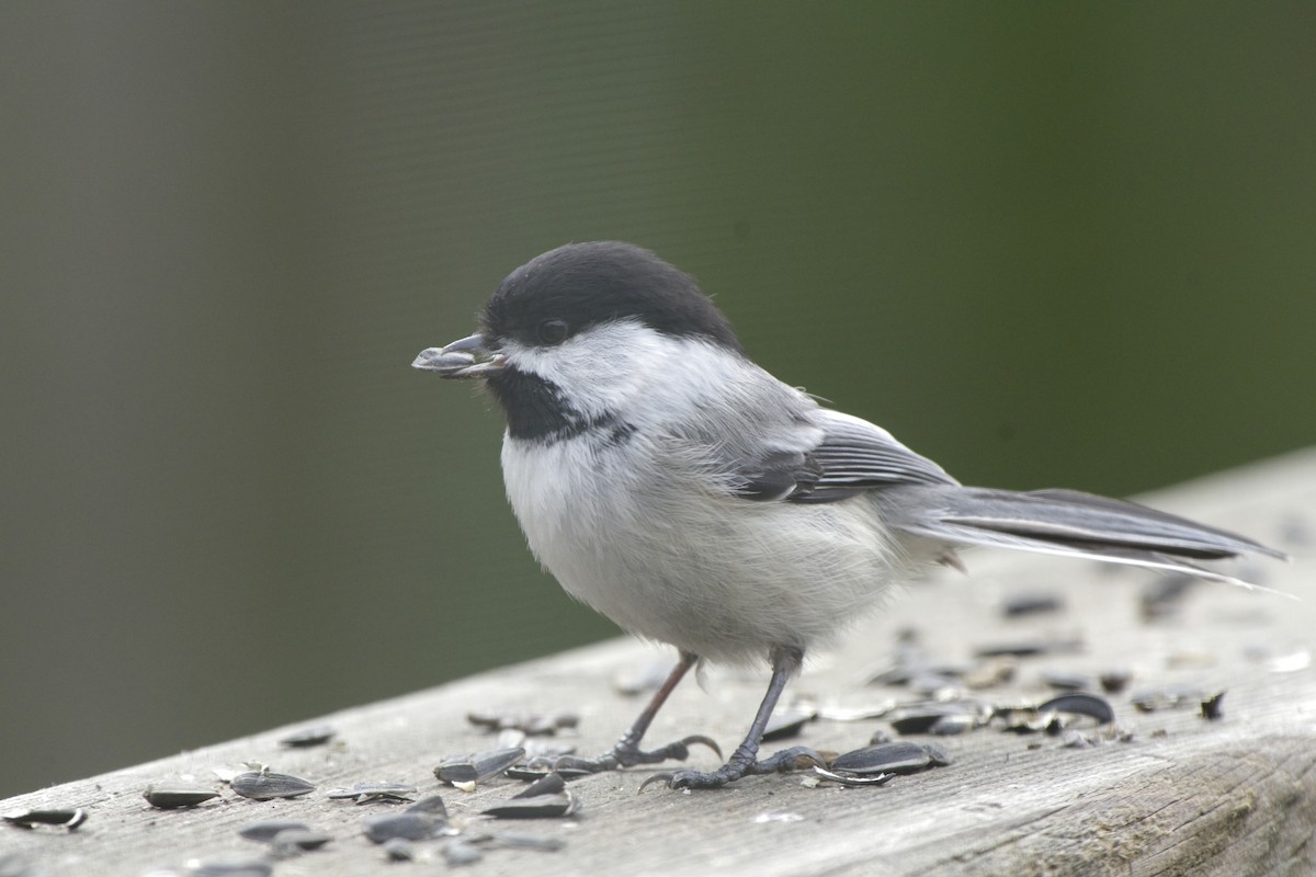 Black-capped Chickadee - Mike Young