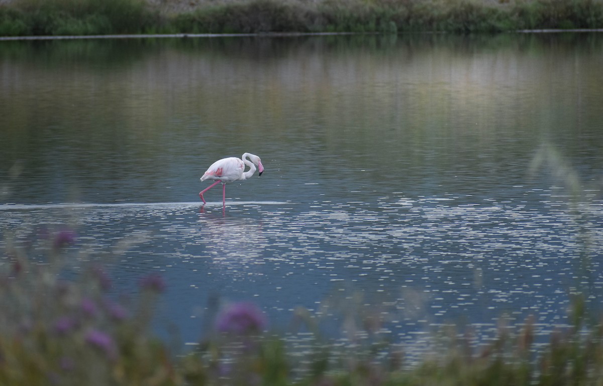 Greater Flamingo - Spyros Katapodis