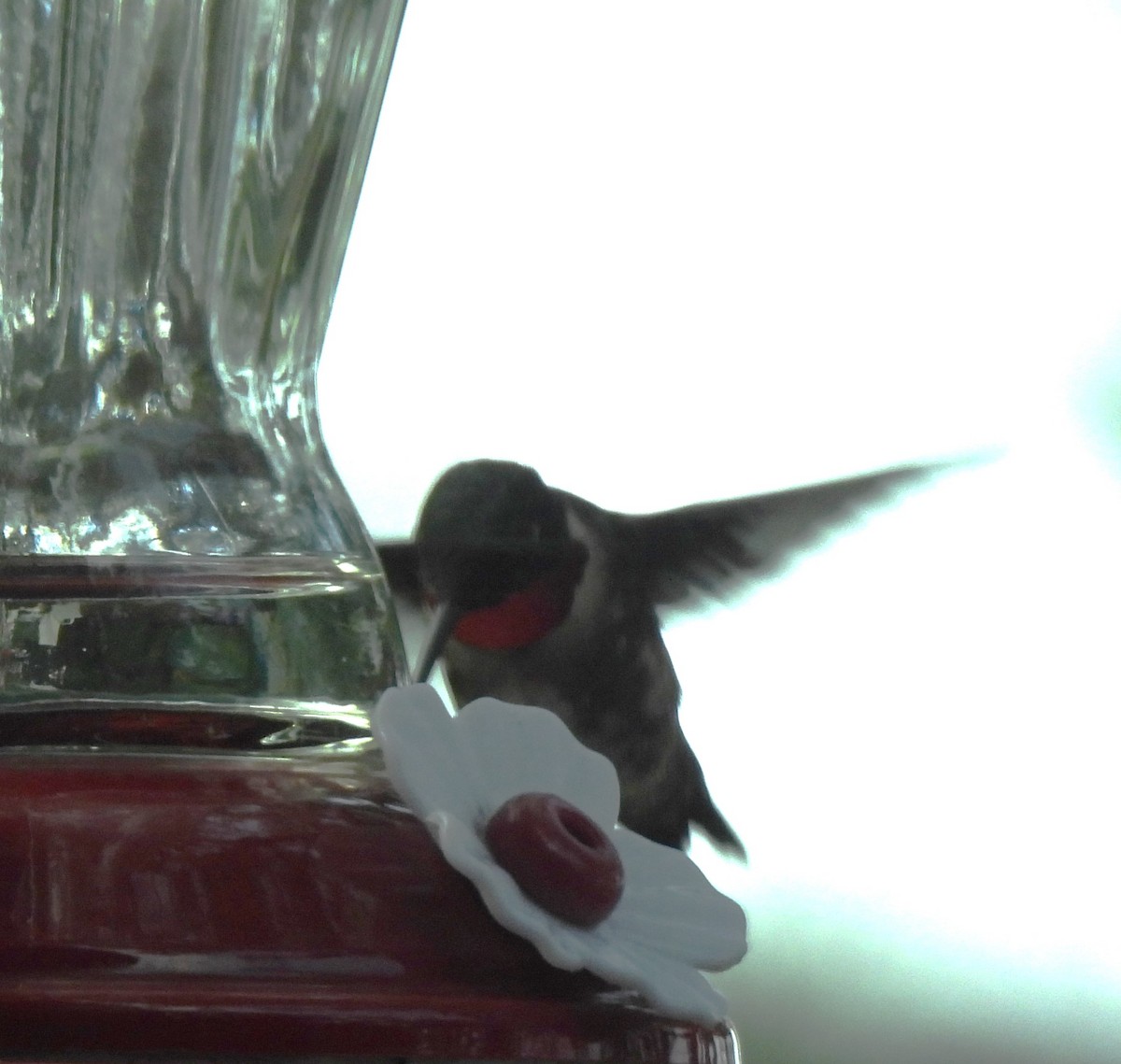 Ruby-throated Hummingbird - ML618262641