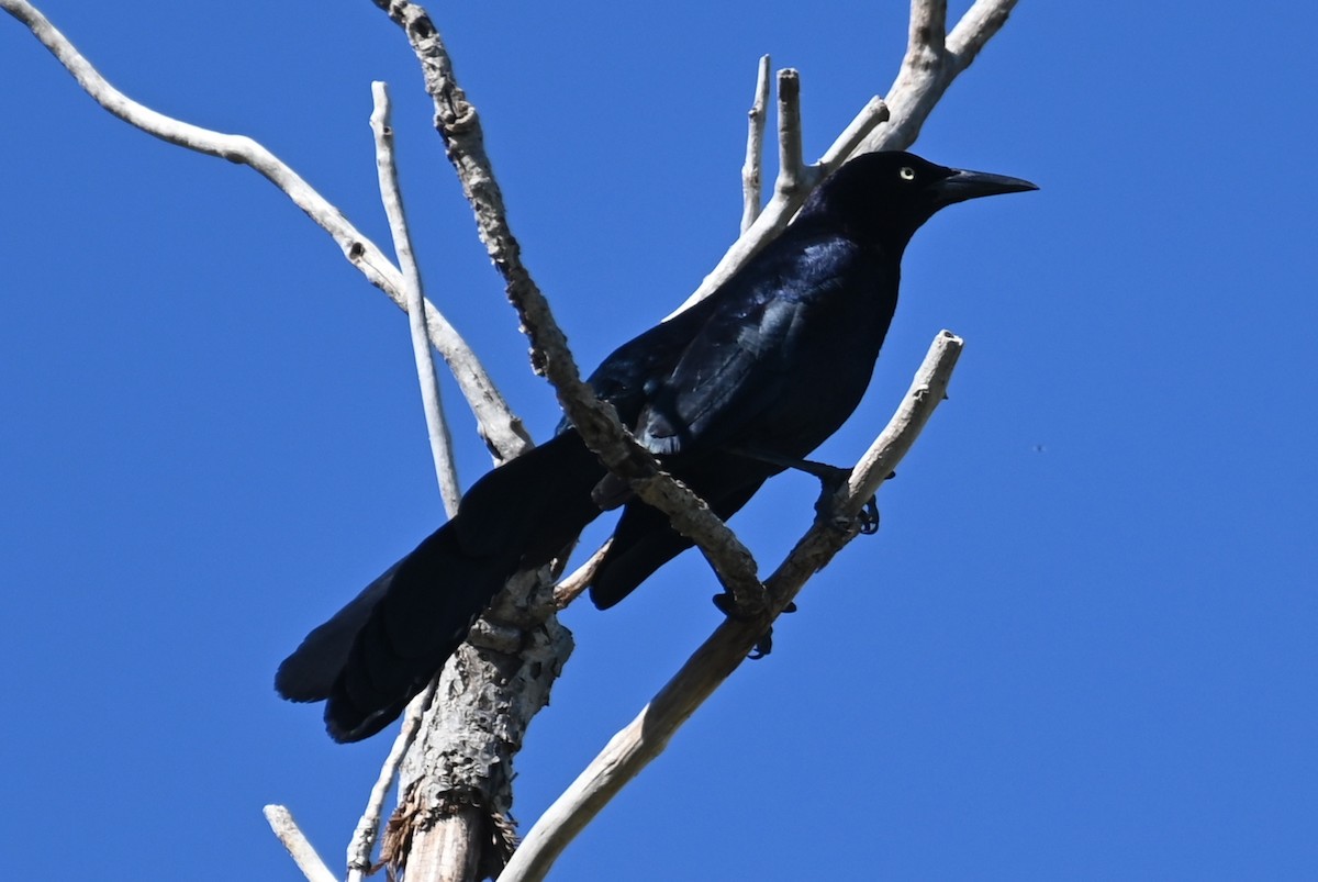 Great-tailed Grackle - ML618262722