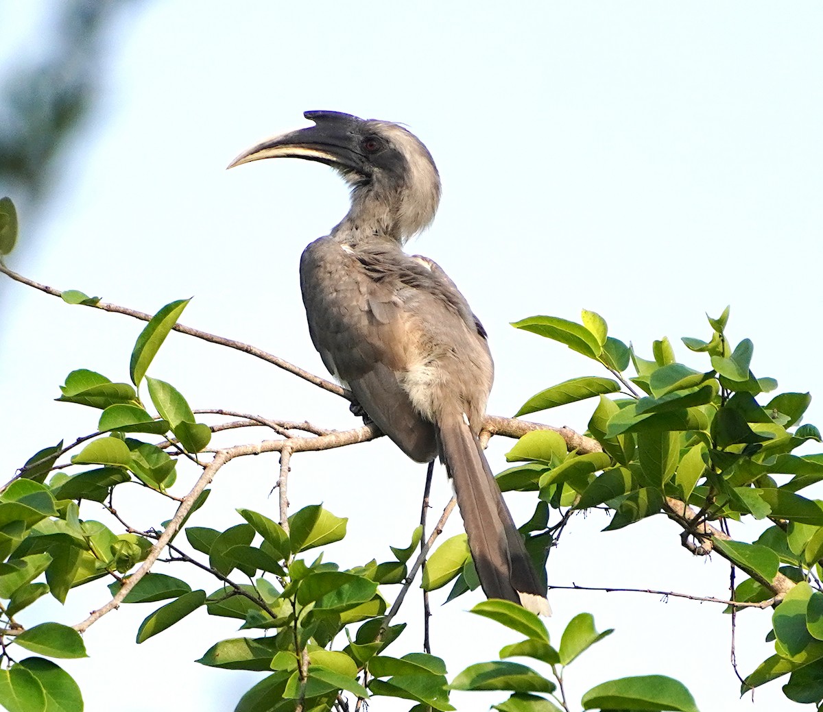 Indian Gray Hornbill - Ayaan S