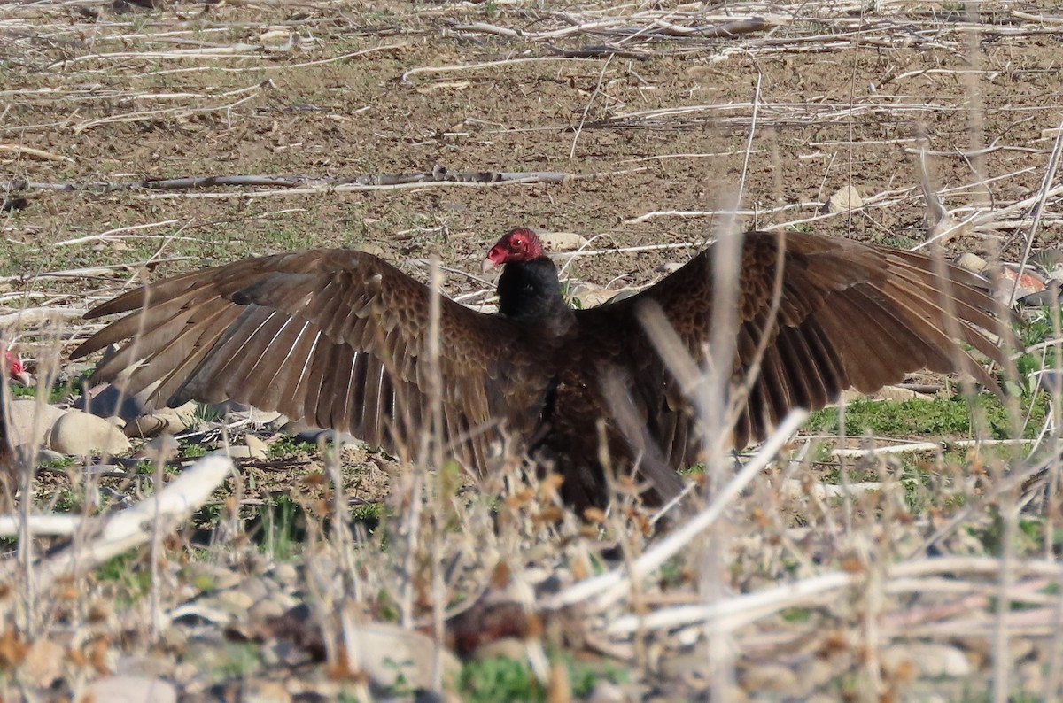 Turkey Vulture - Byron Greco