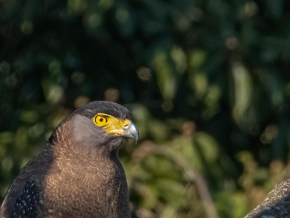 Crested Serpent-Eagle - ML618262753
