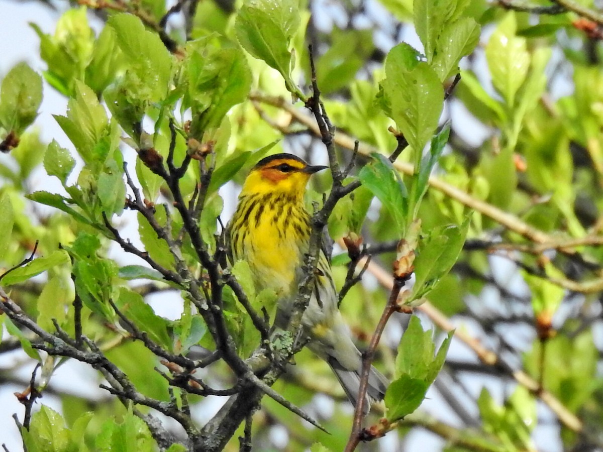 Cape May Warbler - ML618262766