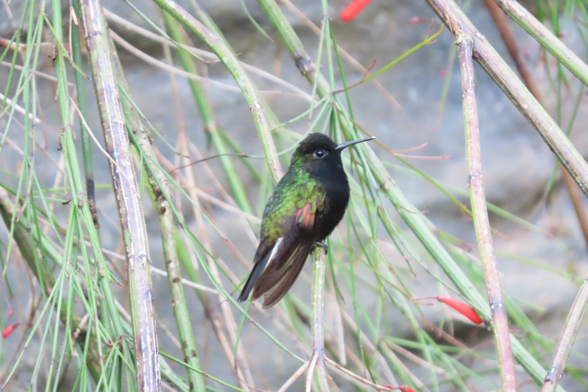 Black-bellied Hummingbird - ML618262788