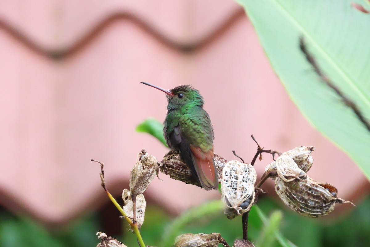 Rufous-tailed Hummingbird - ML618262822