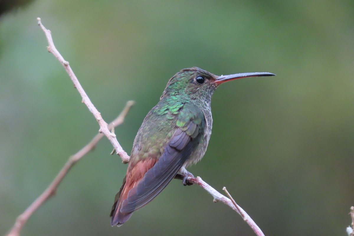 Rufous-tailed Hummingbird - ML618262823