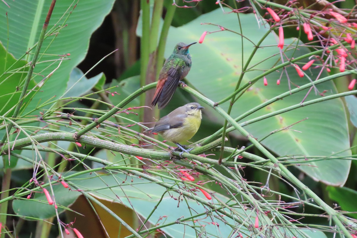Rufous-tailed Hummingbird - stuart varney