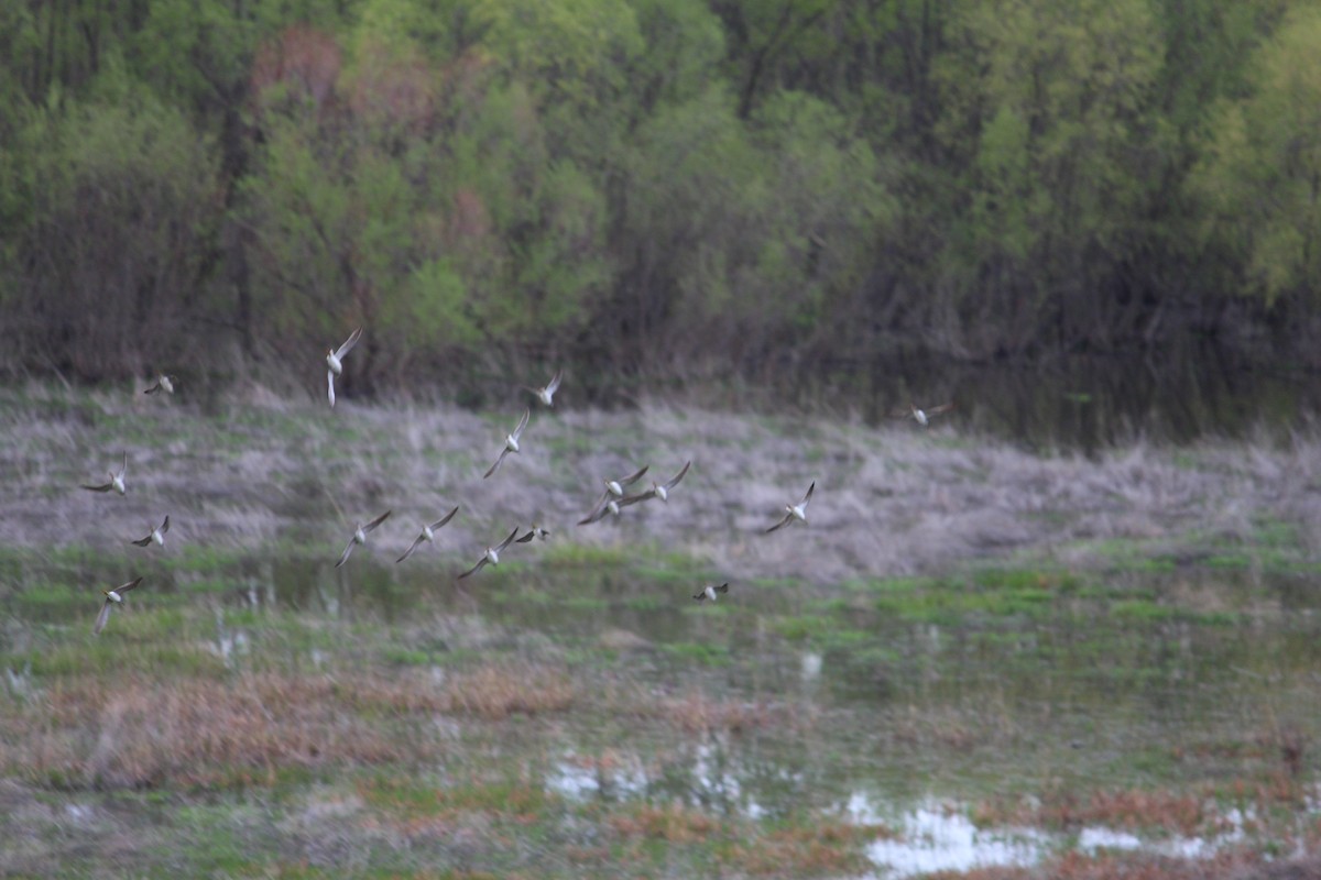 eBird Checklist - 1 May 2024 - Ada Hayden Heritage Park (general ...